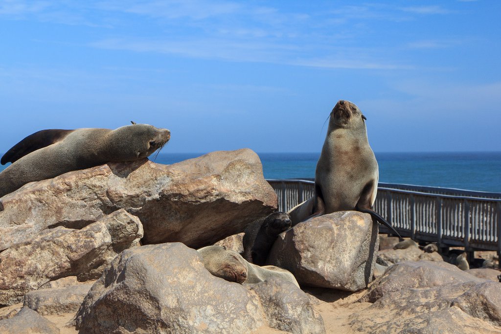 05-Cape Cross seal.jpg - Cape Cross seal